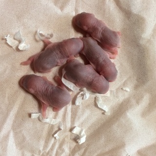 ロボロフスキーハムスターの里親様募集！