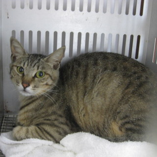 14匹の飼猫が飼い主の事情により持込されました！⑩