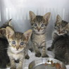 14匹の飼猫が飼い主の事情により持込されました！③ サムネイル2
