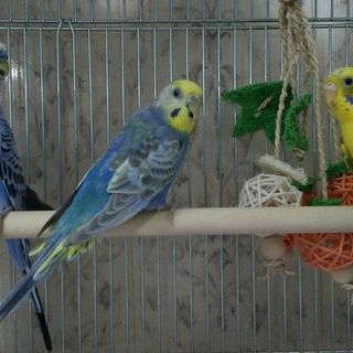 男の子が決定しました。ご応募ありがとうございます！