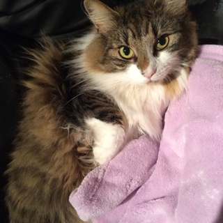 ノルウェージャンの室内飼い美人猫ちゃんです