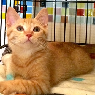 茶トラの子猫ちゃん