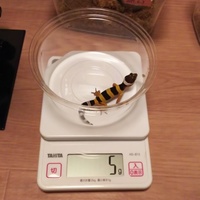 孵化子１