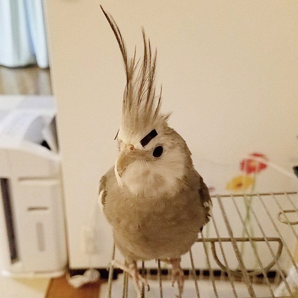 ポコのカバー写真