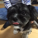 マルチーズ×チワワ、生後8ヶ月のゾッケくんです。