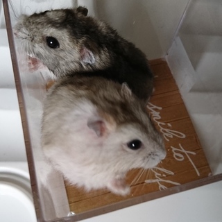 ジャンガリアンハムスターの里親募集