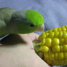 トウモロコシは　「自分のモノ」　だそうです
