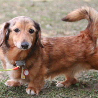 穏やかなMダックス