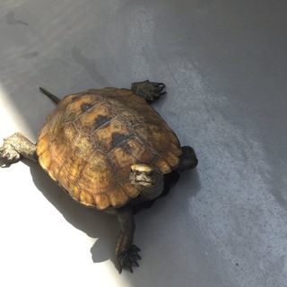 ニホンイシガメ♂ 応募があったので一時停止
