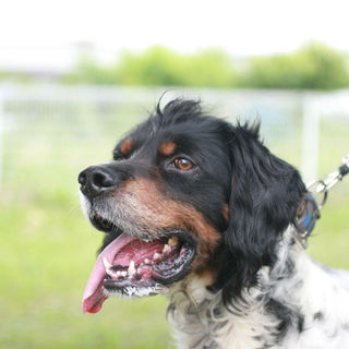 お茶目なモヒカンのセッター