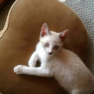 こねこの里親募集【ありがとうございました】