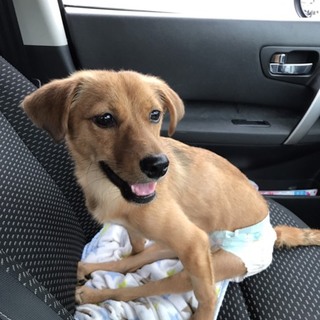 脚が不自由ですが他の犬とも遊べます