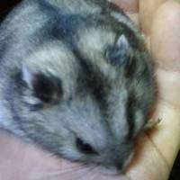 里親さん見つかりました。