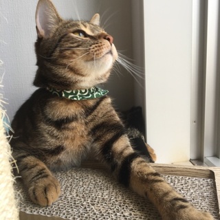 人懐こいマンチカン(足長)の男の子