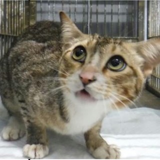 実は甘えん坊のチュール大好き男の子！！