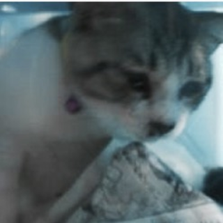 愛護団体様が引き出して下さいました。