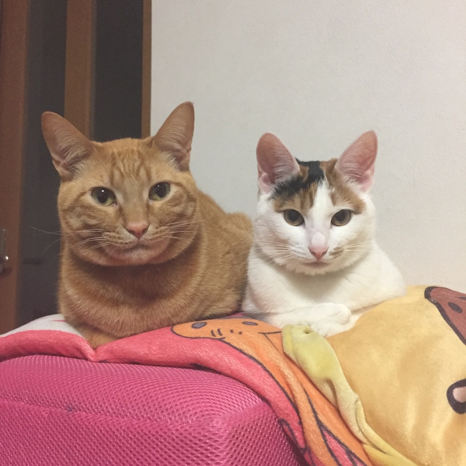 さくらのカバー写真