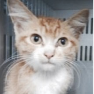 愛護団体さまの引き出しが決まりました。