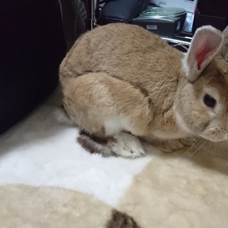 1歳ﾄﾞﾜｰﾌﾗﾋﾞｯﾄ里親お願いします！