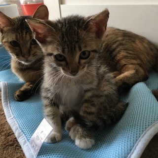 仔猫の里親を募集します【東京】