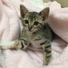 仔猫の里親を募集します【東京】 サムネイル2