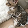 仔猫の里親を募集します【東京】 サムネイル5
