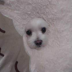 ポンデライオン