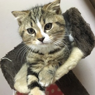 里親さん決定しました。ありがとうございました。