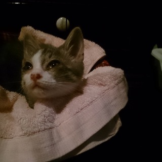 ウルウルお目目が可愛いコッチちゃん！