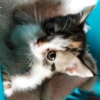 子ネコわけありです