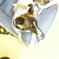 「ニック一週間」サムネイル2