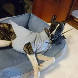 「ニック一週間」サムネイル3