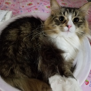 再度募集させて下さい。