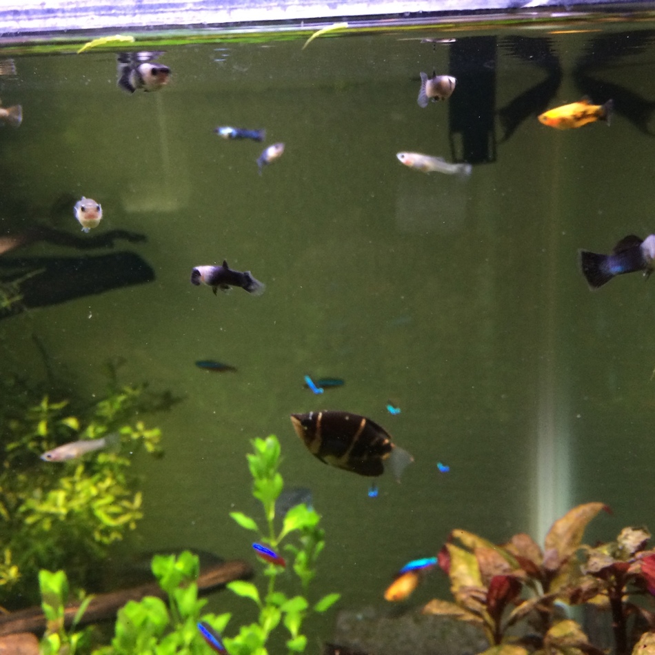 ぷりのカバー写真