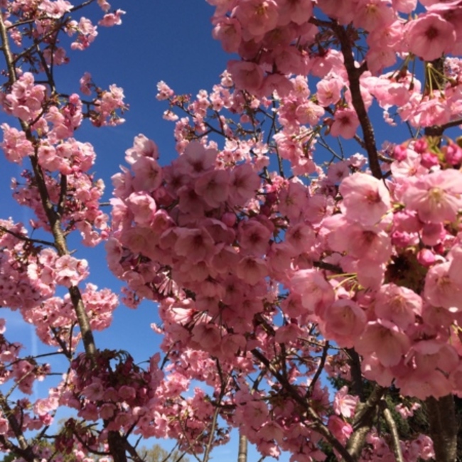 おまおよのカバー写真