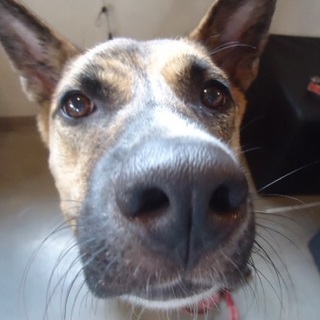 虎毛ミックスの「タイガー」