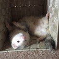 フェレットの里親探しています！