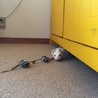 フェレットの里親探しています！ サムネイル2