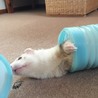フェレットの里親探しています！ サムネイル4