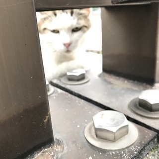 人見知りしますが可愛いスコティッシュです❤️