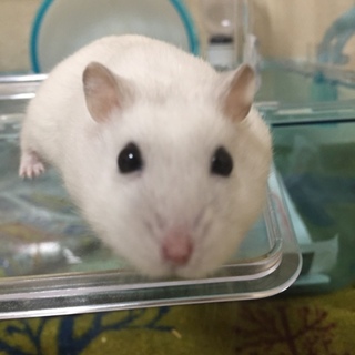 10ヶ月のジャンガリアンの里親さんを募集中です