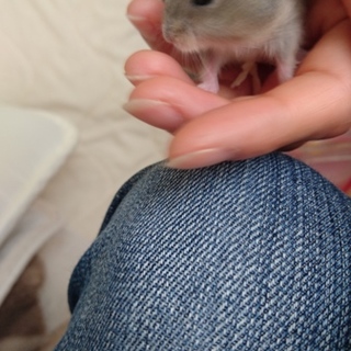 ジャンガリアンハムスターベビー