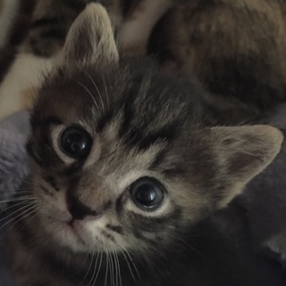 好奇心旺盛でクリクリな目のグレーのきじとらの雄です