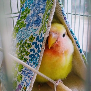 コザクラインコ