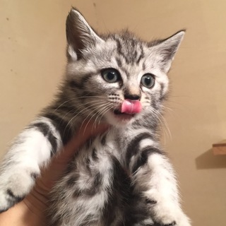 ☆アメショ柄のグリちゃん♀☆