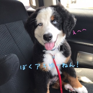 (再) 可愛いバーニーズ♂