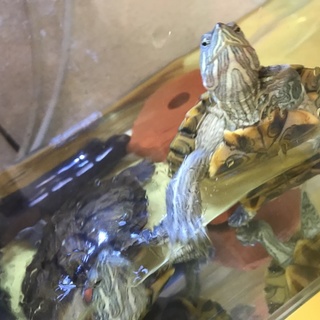 ミドリガメ２匹の里親募決定！