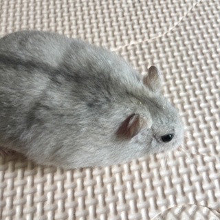 ジャンガリアンハムスターの里親さん募集