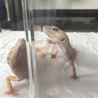 多くの応募が来たので一旦終了させてもらいます