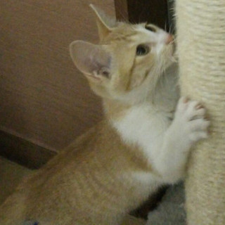 超美形！！茶シロの男の子！！